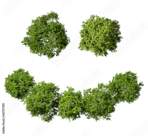 Smile concepts greenery trees jungles top view isolated transparent backgrounds 3d rendering png