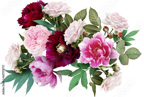 Fototapeta Naklejka Na Ścianę i Meble -  Pink roses and maroon peony isolated on a transparent background. Png file.  Floral arrangement, bouquet of garden flowers. Can be used for invitations, greeting, wedding card.