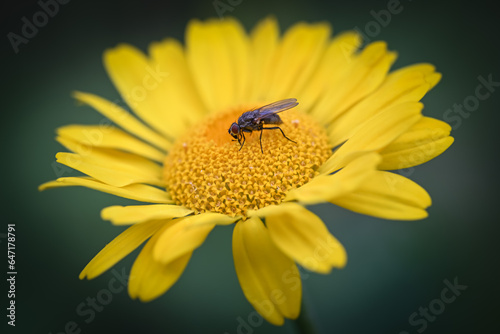 fly on a flower