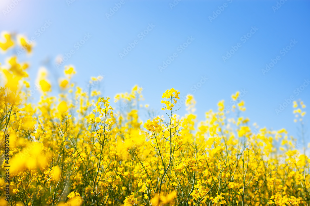 Agricultural landscape of rapeseed field. Blooming yellow rapeseed against a clear blue sky. Industrial production of rapeseed. Agricultural landscape of rapeseed field. Blooming yellow rapeseed against a clear blue sky. Industrial production of rapeseed.