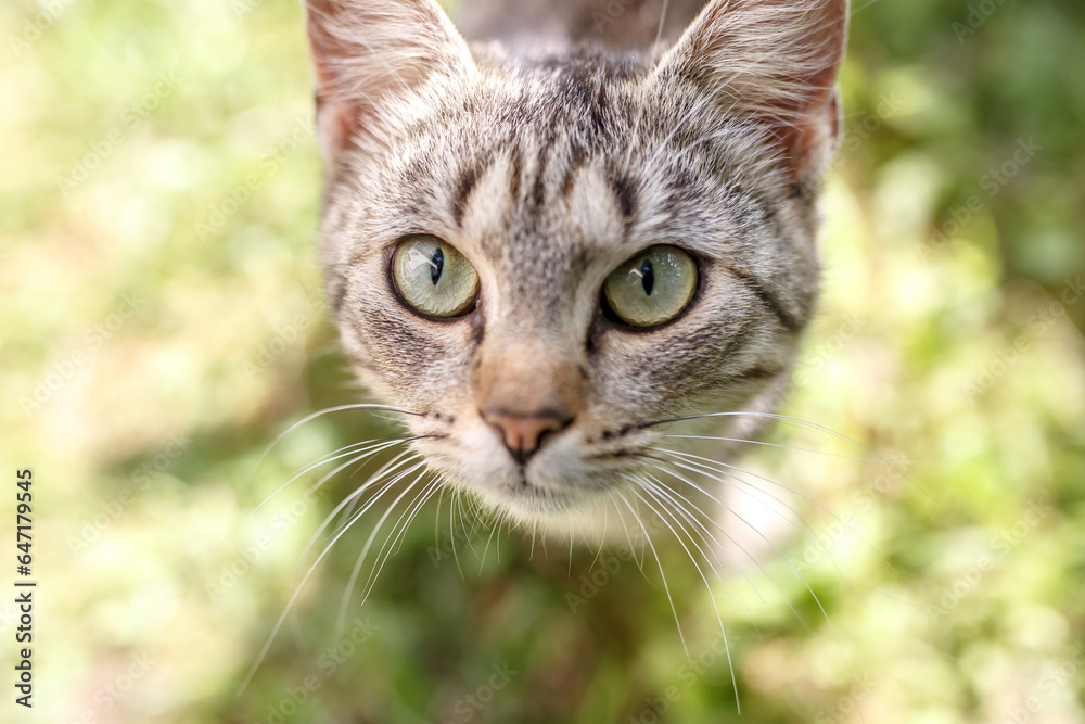 Close up portrait of long haired brown tabby cat in park Close up portrait of long haired brown tabby cat in park
