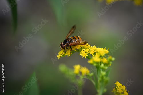 bee on yellow flower © Auslander86
