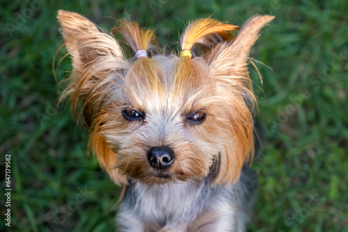 Lovely puppy of Yorkshire Terrier small dog on green blurred background
