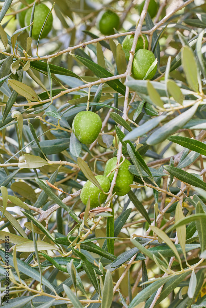 Close-up of the olive tree with young green olives on it. High quality photo.