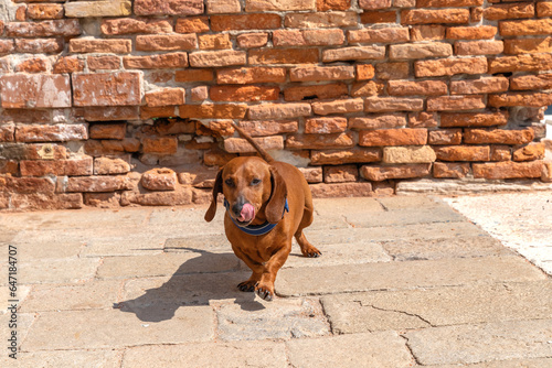 Red dachshund dog in Venice in a blue collar © Mariya