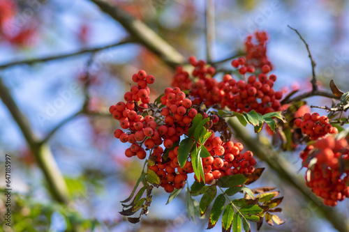 Sorbus aucuparia moutain-ash rowan tree branches with green leaves and red pomes berries on branches photo