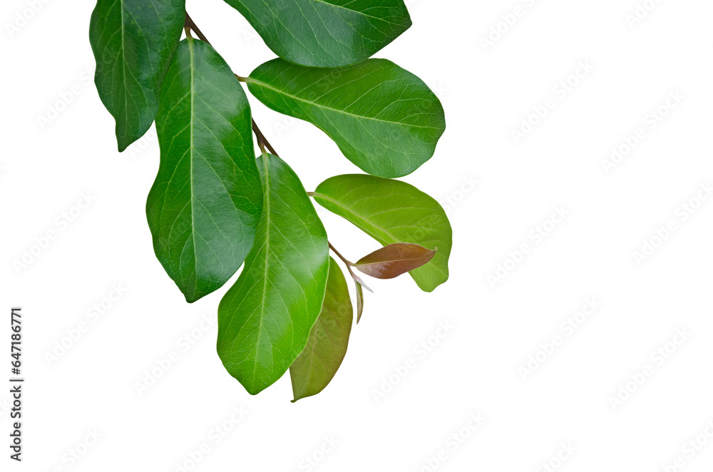 Fototapeta premium Branch of leaves and bud on white background