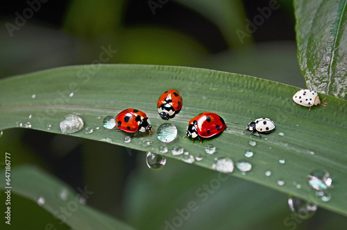 Lady bus and purity dew drops on green grass leaf after rain, AI generated