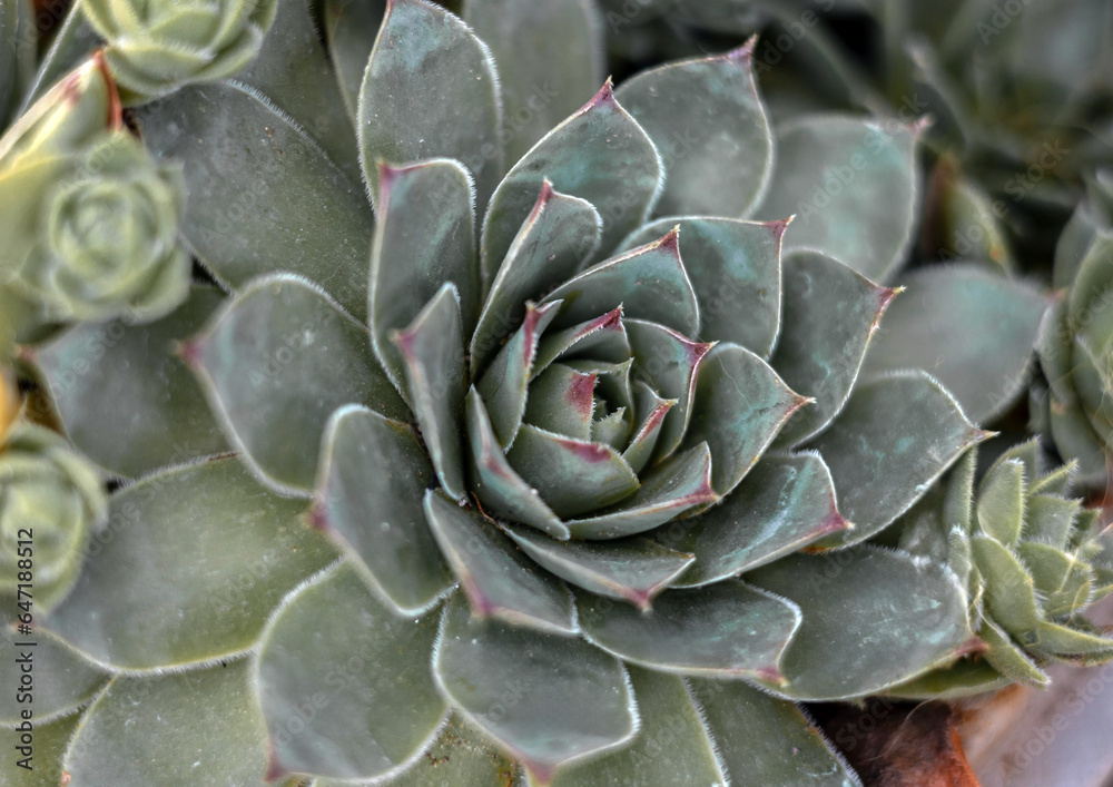 succulent plant close up succulent plant close up