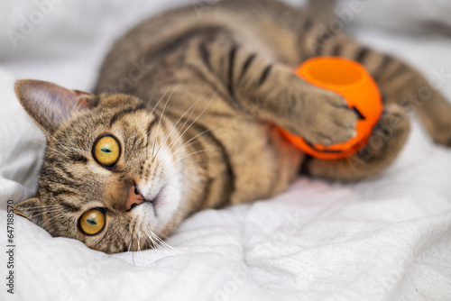 Fotografie tabby cat female kitty kitten on bed blanket playing with halloween jack o lantern plastic pumpkin bucket, holding with paws and clutches