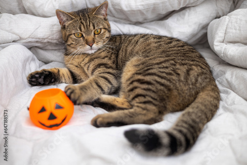 tabby cat female kitty kitten on bed blanket playing with halloween jack o lantern plastic pumpkin bucket, holding with paws and clutches.orange witch cap as decor, trick or treat holiday.