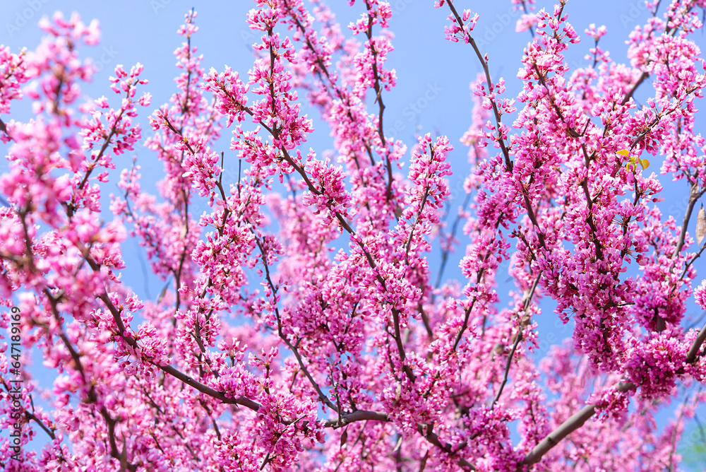 Spring tree with pink flowers. Spring border or background art with pink blossom. Beautiful nature scene with blossoming tree and sunlight.	