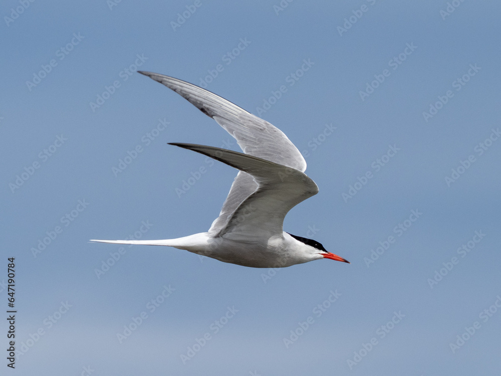 Arctic tern in flight against a light blue sky