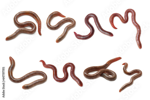 Set with many worms isolated on white