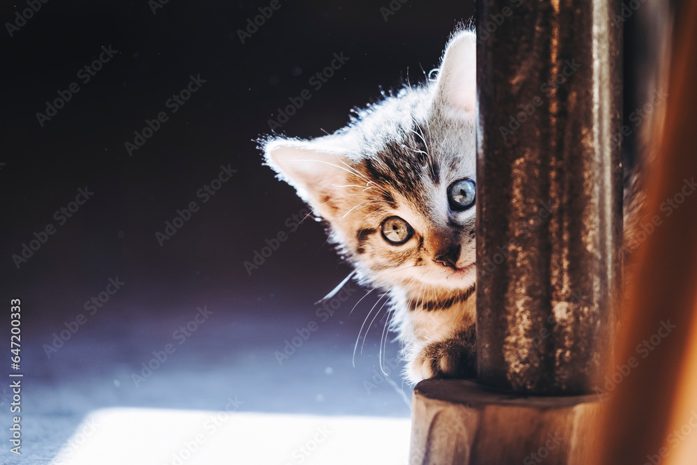 Portrait d'un adorable petit chaton rayé tigré aux yeux bleus