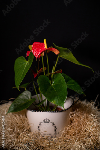 Flor corazon rojo