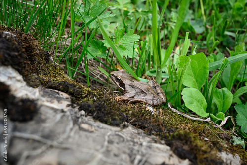 frog on the stone © Auslander86