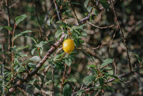 Yellow cherry plum. A yellow cherry plum berry on a branch among green foliage.