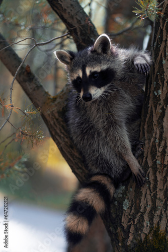A raccoon on a tree against the background of an autumn forest