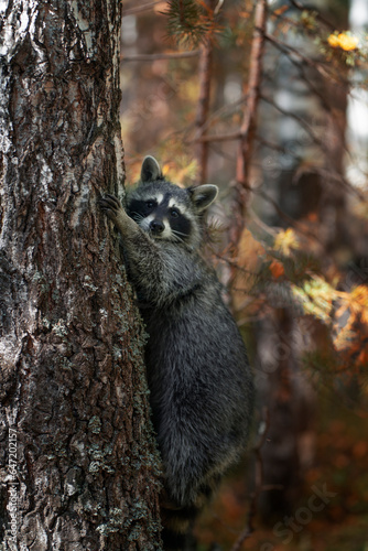 A raccoon on a tree against the background of an autumn forest