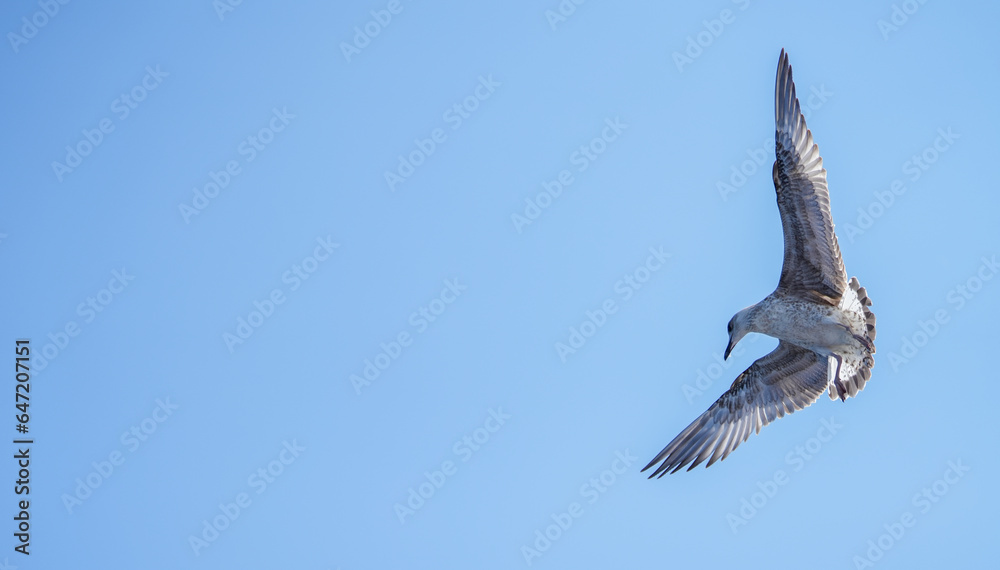 Fototapeta premium detailed photo of a beautiful seagull in flight. photo during the day.