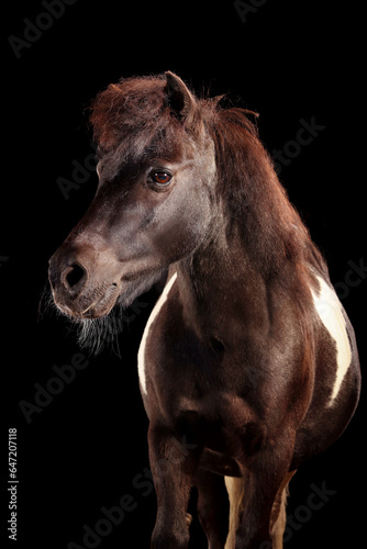 Shetlandpony im Fotostudio  Portrait  altes Pferd  s    es Pony