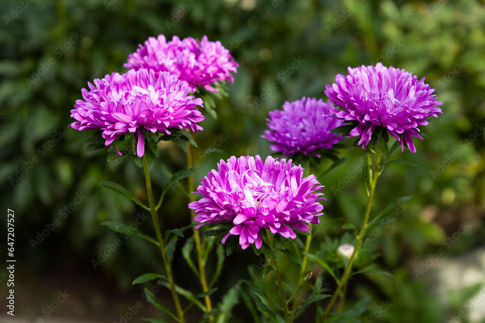 Heads of lilac asters in the garden Heads of lilac asters in the garden
