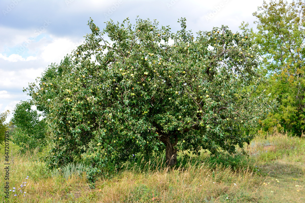 green apple tree with hanging apples isolated on the hill close up green apple tree with hanging apples isolated on the hill close up