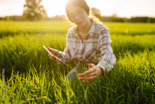 A woman farmer with a modern tablet evaluates the shoots with her hand  green sprouts of wheat in the field. Farm work with digital tablet in agriculture.