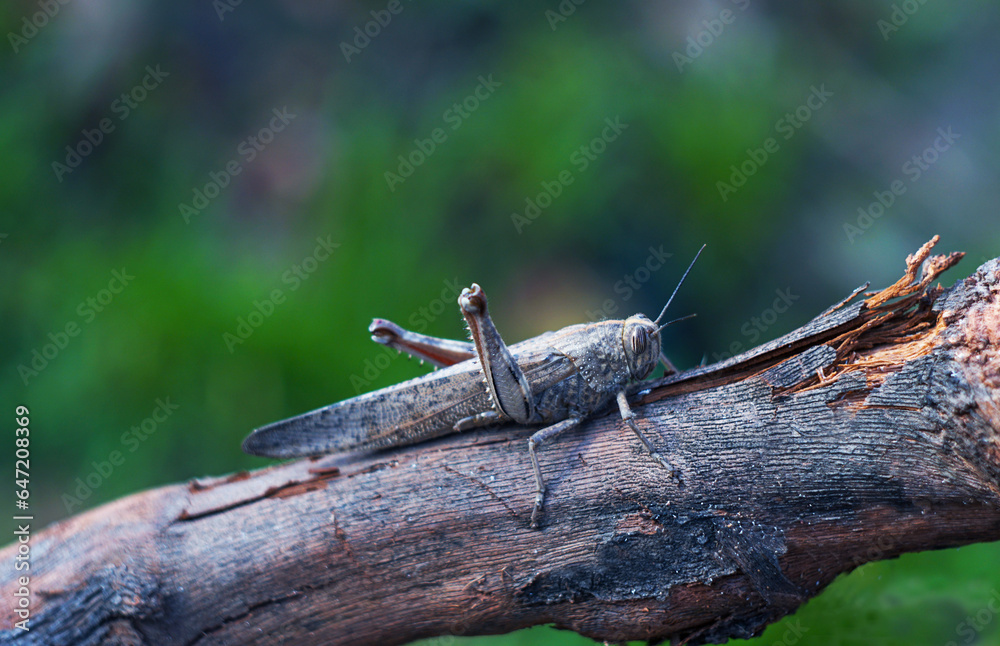 Fototapeta premium A grasshopper on a leaf