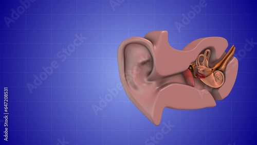 Medical 3D animation of the ear anatomy photo