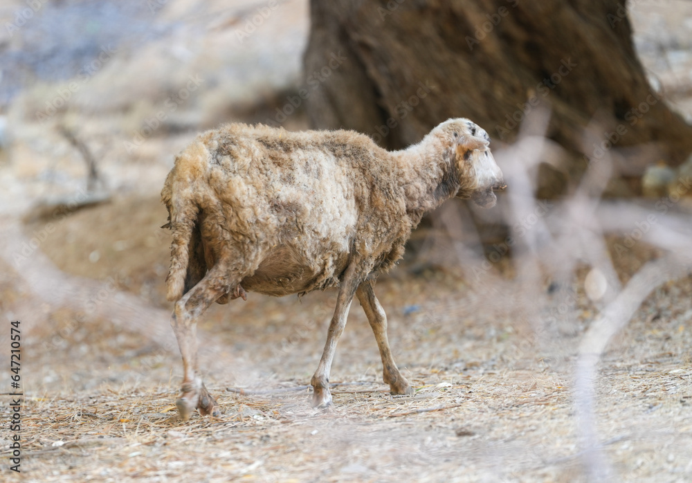 goat. goat in Greece looking for green grass. goat. goat in Greece looking for green grass.