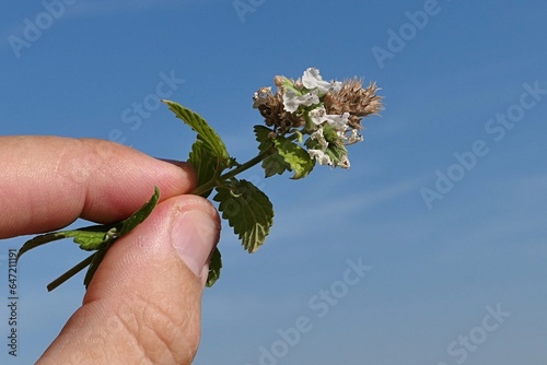 Flowering tip of Catnip cat attractive herb, latin name Nepeta Cataria, held in fingertips, blue skies with some scattered clouds in background.  photo