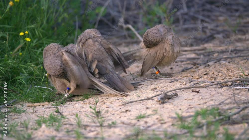 group of Arabian babblers (Argya squamiceps) dancing to strengthen the group bond group of Arabian babblers (Argya squamiceps) dancing to strengthen the group bond