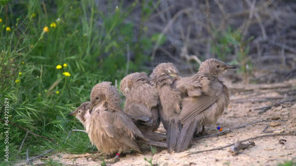 group of Arabian babblers (Argya squamiceps) dancing to strengthen the group bond group of Arabian babblers (Argya squamiceps) dancing to strengthen the group bond