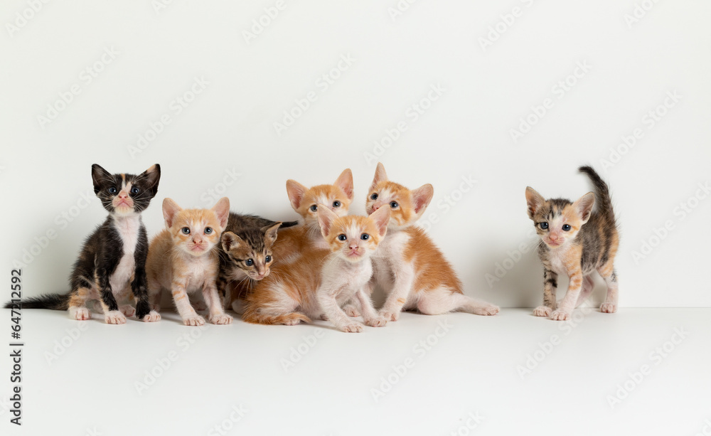 A group of kittens on a white background. Group of kittens. A group of kittens on a white background. Group of kittens.