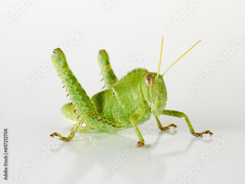 Stunning green grasshopper on a white background. African species, with thorns on its legs. Incredible details. Acanthacris ruficornis © Macronatura.es