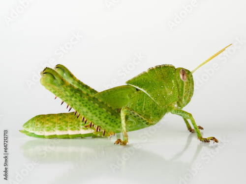 Stunning green grasshopper on a white background. African species, with thorns on its legs. Incredible details. Acanthacris ruficornis