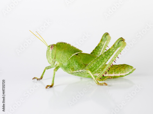 Stunning green grasshopper on a white background. African species, with thorns on its legs. Incredible details. Acanthacris ruficornis photo