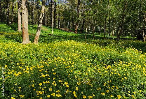 Green landscape with yellow flowers in sunny weather