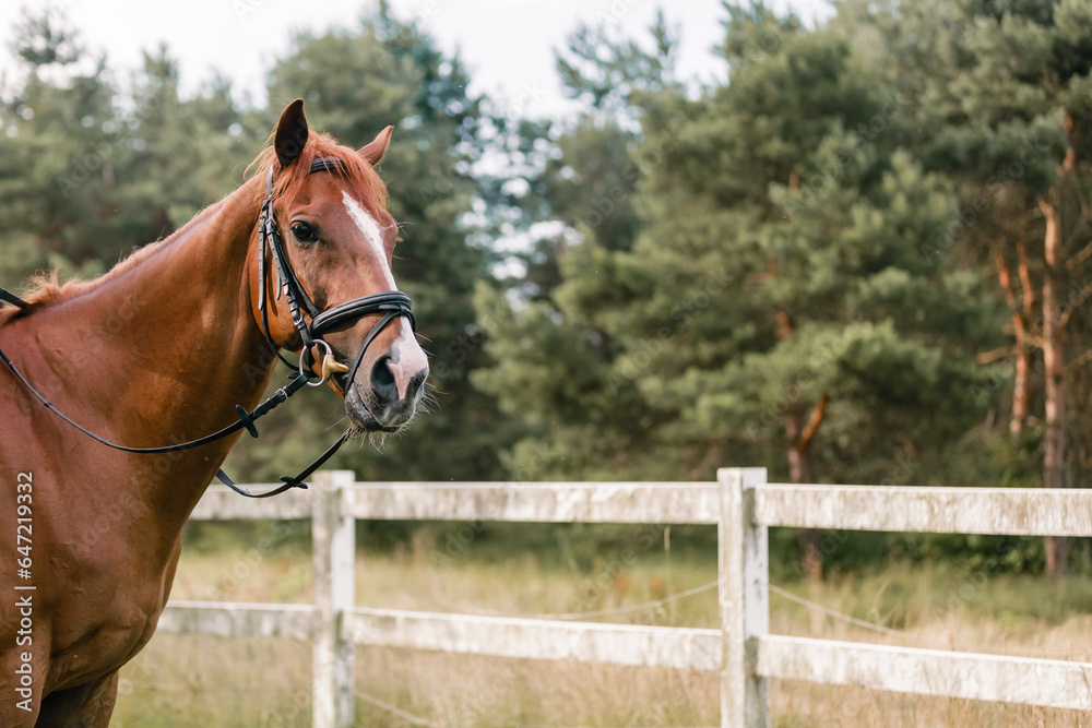 Fototapeta premium Chestnut horse head with black leather halter and beautiful eye with long eyelashes, close up. Animal beauty concept.