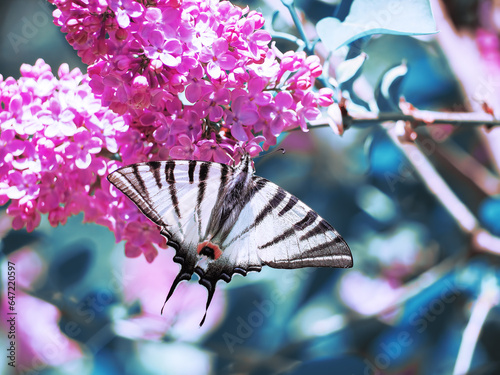 Butterfly machaon at the purple lilac