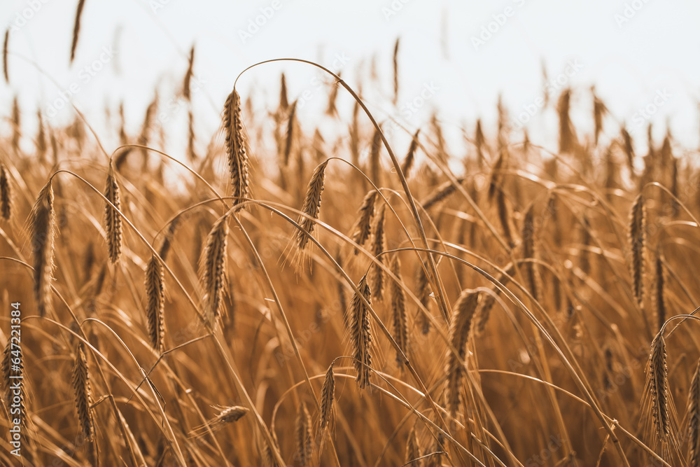 Fototapeta premium Close up of rye ears, field of ripening rye on a summer day. Sunrise or sunset time. Agriculture concept background