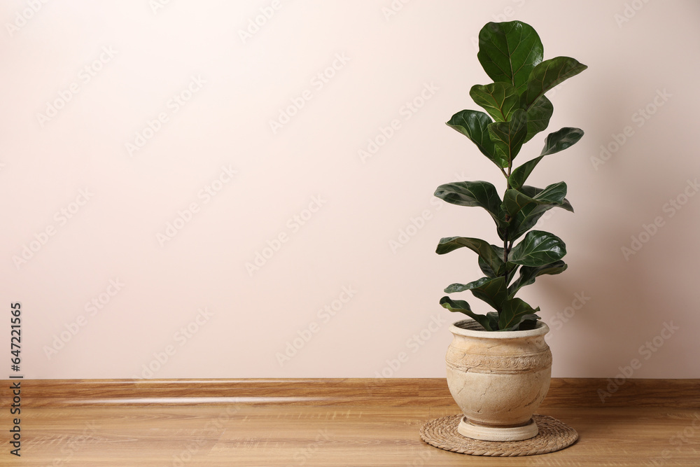 Beautiful ficus plant in pot on floor indoors, space for text. House decor Beautiful ficus plant in pot on floor indoors, space for text. House decor