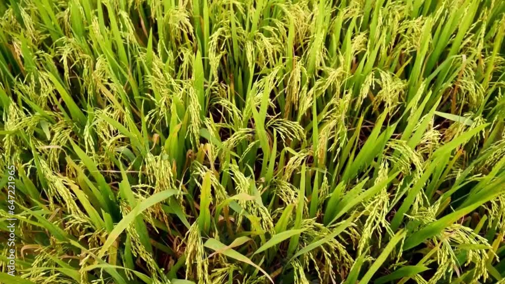 Rice Field Green agriculture ecosystem Asian rice paddy field Vietnam green farm. Harvest agriculture planting cultivation golden green rice terraces in organic farm with tropical natural sunrise. Rice Field Green agriculture ecosystem Asian rice paddy field Vietnam green farm. Harvest agriculture planting cultivation golden green rice terraces in organic farm with tropical natural sunrise.