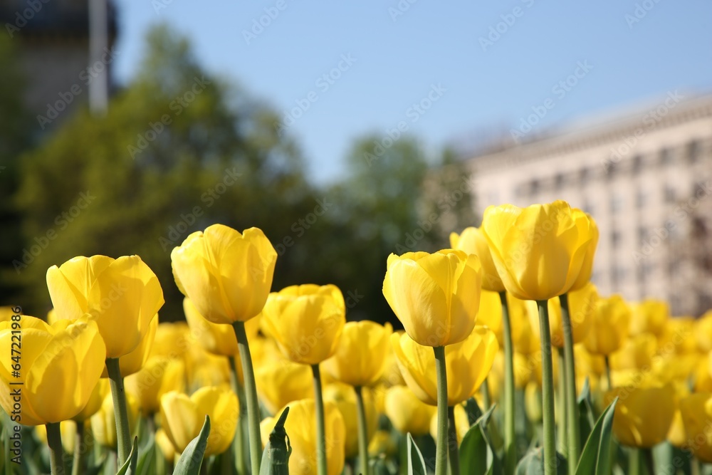 Obraz premium Many beautiful yellow tulips growing outdoors on sunny day, closeup. Spring season