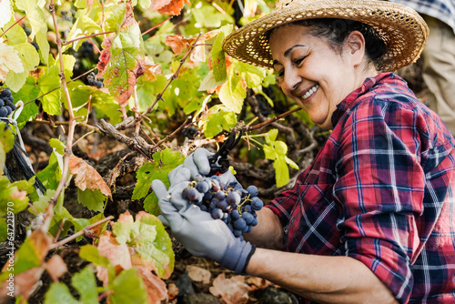 Foto Latin senior farmer woman working inside vineyard during harvest time picking bl