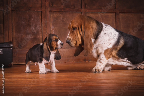One Basset puppy and adult dog on a brown leather sofa in an expensive wooden parquet at office near fireplace. Basset in a stylish interior in retro vintage style