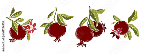 Set of blooming pomegranate branches with fruits.Vector graphics.