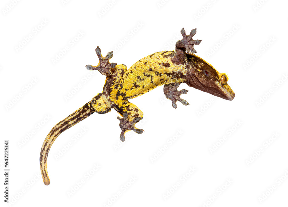 Fototapeta premium Bottom view through the glass of a Crested gecko showing its suction toe-pads, Correlophus ciliatus, isolated on white